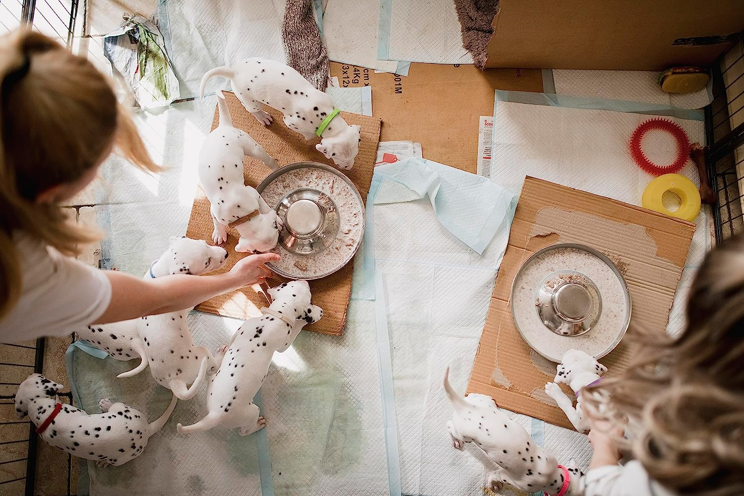 Stainless Steel Puppy Feeding Bowls